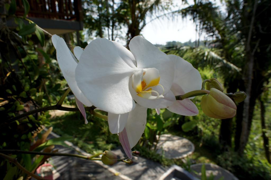 Prashanti Bali Ubud Exterior foto